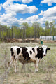 Farm Wall Decal Design 1