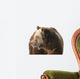 Grizzly Bear Looking into Wall Decal