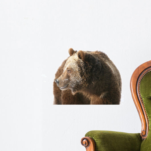 Grizzly Bear Looking into Wall Decal