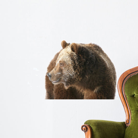 Grizzly Bear Looking into Wall Decal