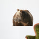 Grizzly Bear Looking into Wall Decal