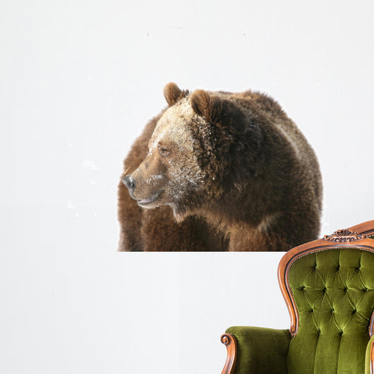Grizzly Bear Looking into Wall Decal
