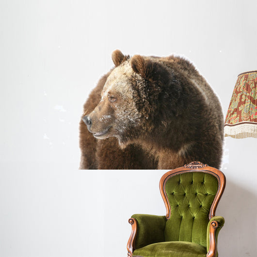 Grizzly Bear Looking into Wall Decal