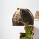 Grizzly Bear Looking into Wall Decal