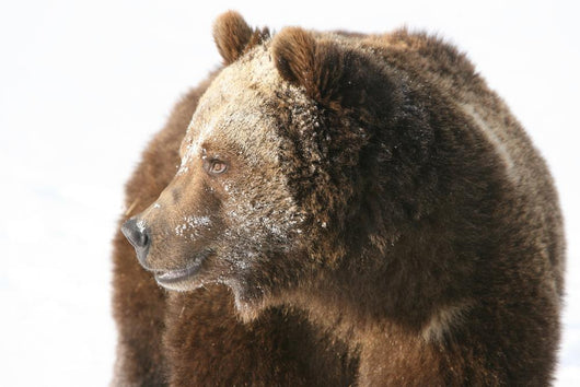 Grizzly Bear Looking into Wall Decal
