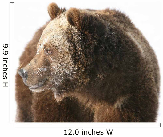Grizzly Bear Looking into Wall Decal