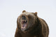 Grizzly Bear Growling Wall Decal