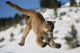 Mountain Lion Jumping Wall Decal