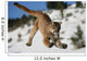 Mountain Lion Jumping Wall Decal
