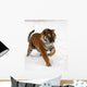 Running Siberian Tiger Wall Decal