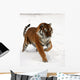 Running Siberian Tiger Wall Decal
