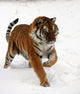 Running Siberian Tiger Wall Decal