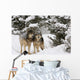 Alpha Grey Wolves Wall Decal