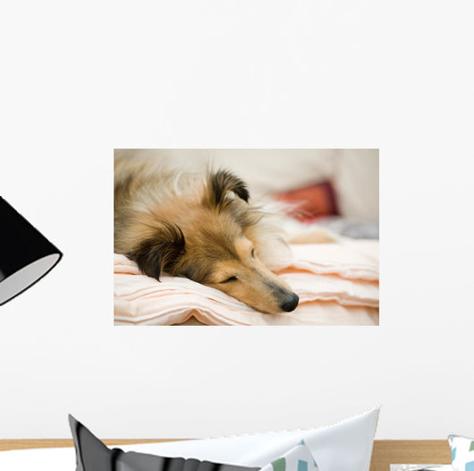 Sheltie Wall Decal