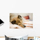 Sheltie Wall Decal
