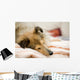 Sheltie Wall Decal