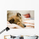 Sheltie Wall Decal