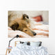 Sheltie Wall Decal