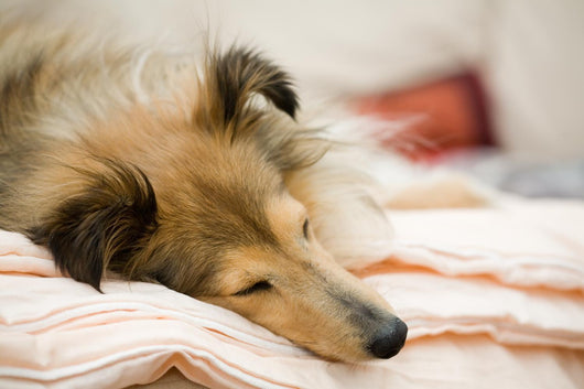 Sheltie Wall Decal