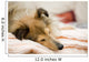 Sheltie Wall Decal