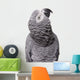 African Grey Congo White Wall Decal