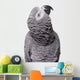 African Grey Congo White Wall Decal