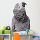African Grey Congo White Wall Decal