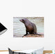 California Sea Lion Wall Decal