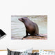 California Sea Lion Wall Decal