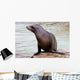 California Sea Lion Wall Decal