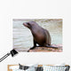 California Sea Lion Wall Decal