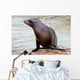 California Sea Lion Wall Decal