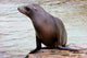 California Sea Lion Wall Decal