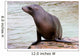 California Sea Lion Wall Decal
