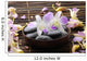 Bowl Orchid with Spa Wall Decal