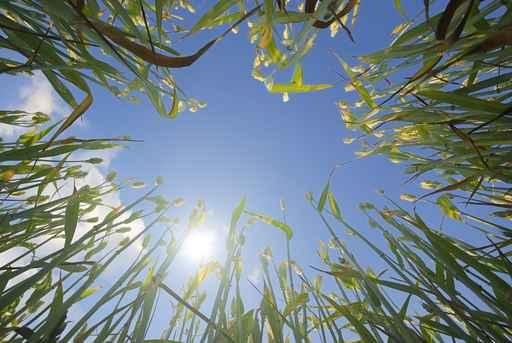Wheat and Sun Wall Decal