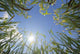 Wheat and Sun Wall Decal