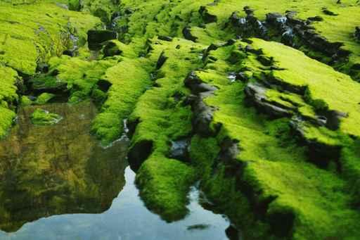 Moss Wall Decal
