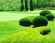 Garden Field for Golf Wall Decal
