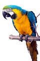 Parrot - Macaw Wall Decal