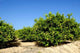 Lemon Trees Wall Decal