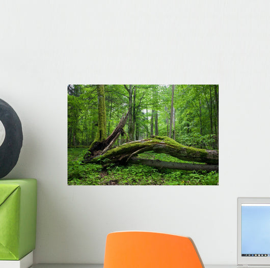 Deciduous Stand Bialowieza Forest Wall Decal