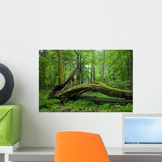 Deciduous Stand Bialowieza Forest Wall Decal