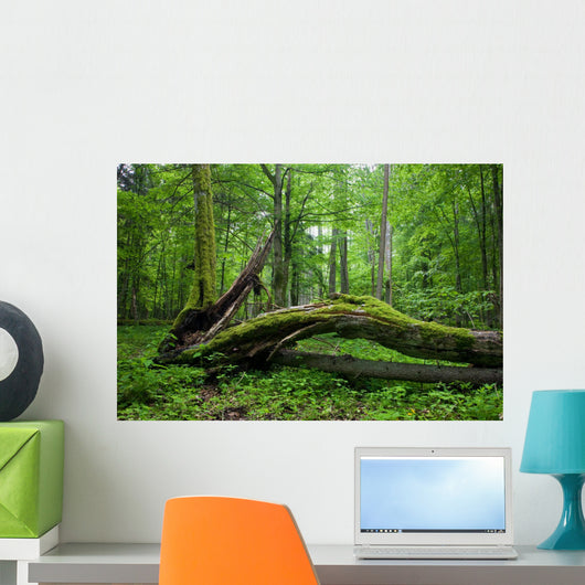 Deciduous Stand Bialowieza Forest Wall Decal