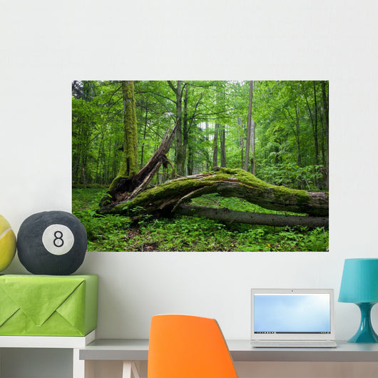 Deciduous Stand Bialowieza Forest Wall Decal