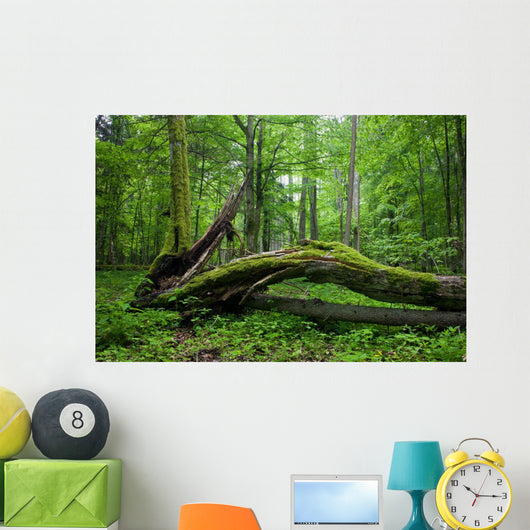 Deciduous Stand Bialowieza Forest Wall Decal