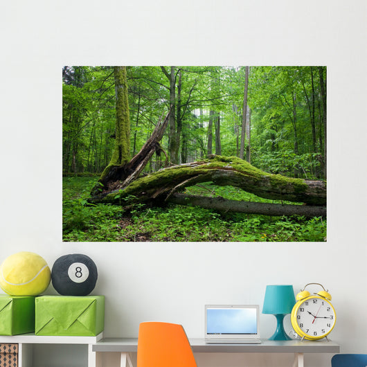 Deciduous Stand Bialowieza Forest Wall Decal