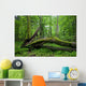 Deciduous Stand Bialowieza Forest Wall Decal