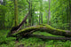 Deciduous Stand Bialowieza Forest Wall Decal