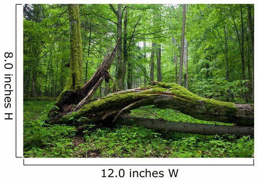 Deciduous Stand Bialowieza Forest Wall Decal